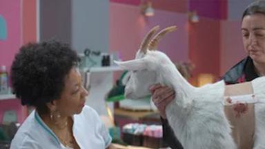 Animal 1x7