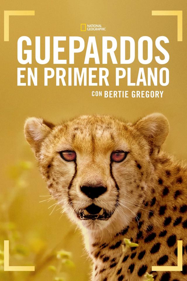 Guepardos en primer plano con Bertie Gregory